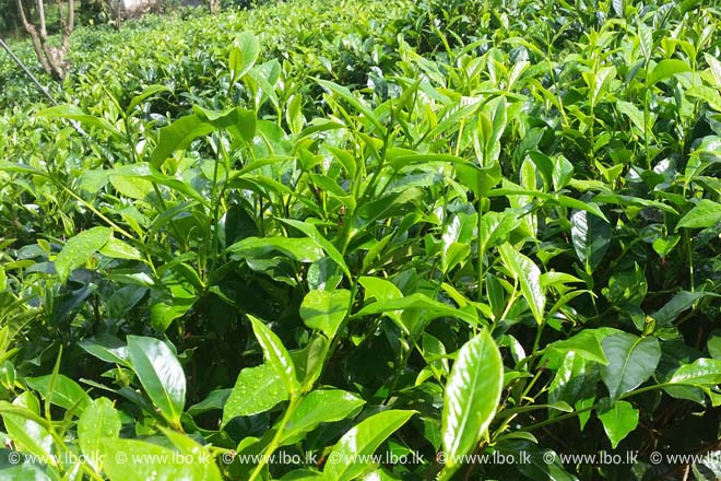 Tea Smallholder Factories profit drops in Sept quarter