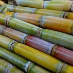 sugar-cane