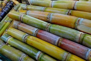 sugar-cane