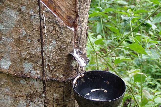 Sri Lanka’s rubber production declines for third consecutive year: CB