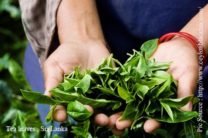 Better demand for Sri Lanka low growns, Jan-July tea production down