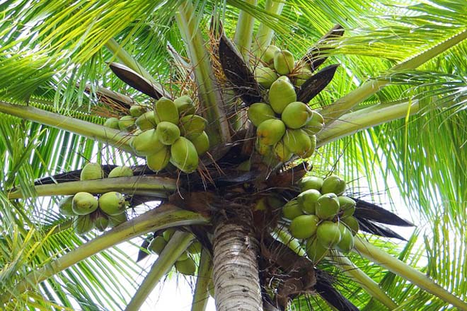 Second Coconut Triangle to be launched in Northern Province: Minister of Plantation Industries