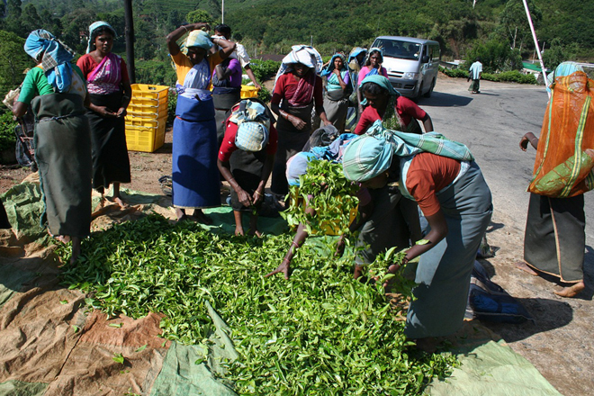 Sri Lanka tea exports up in Nov 2019