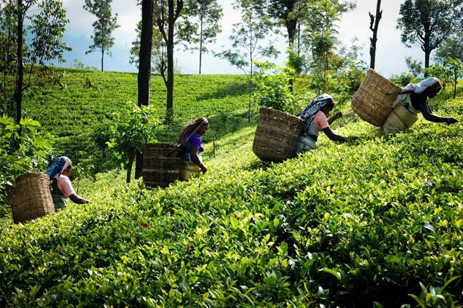 National tea sales average up in May 2020