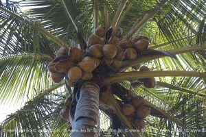Coconut-Tree-lbo