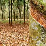 Rubber-Trees-lbo