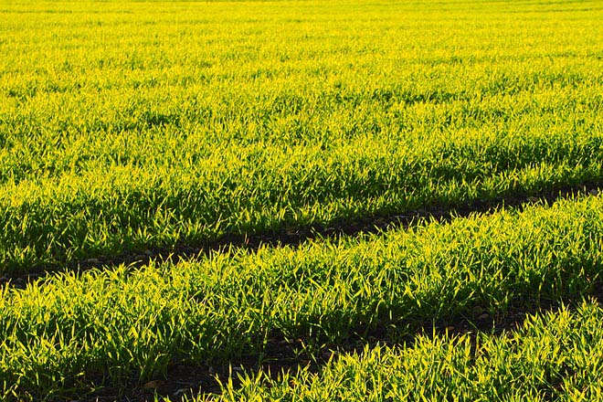 Sri Lanka’s NITF gets reinsurance cover for agriculture