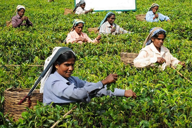 Sri Lanka’s 2016 tea production, exports down, revenue up