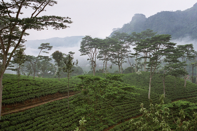 Sri Lanka tea production to be impacted by bad weather