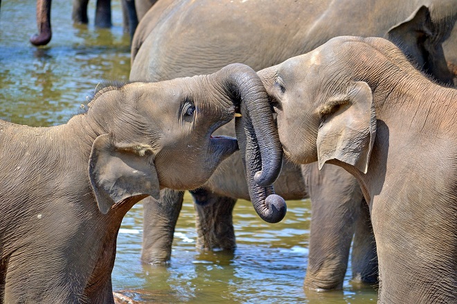 elephants tourism environment nature