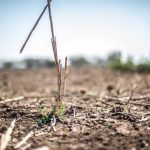 drought-lanka