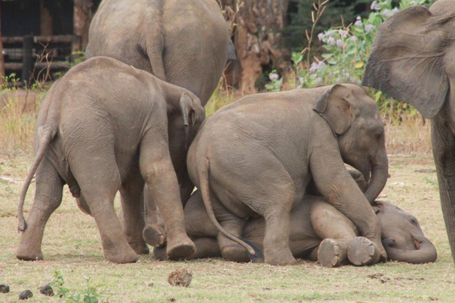 Hemas & Wild life Dept. launches website for Udawalawe Elephant Transit Home