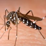 dengue