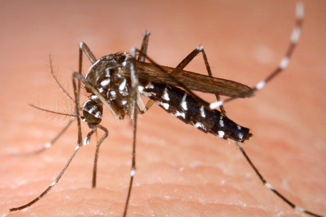 Sri Lanka dengue cases over four times previous average: WHO