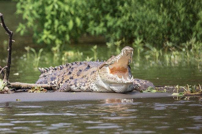 British tourist killed by crocodile near Arugam Bay