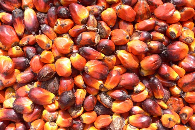 Planters Association calls for greater support in oil palms 
