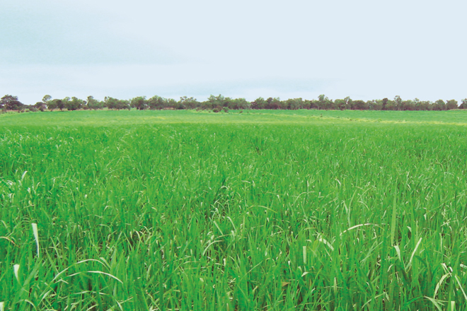 President orders to ensure adequate fertilizer supply during Yala season