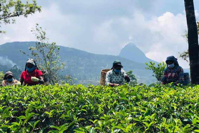 Sri Lanka tea average up in June 2020